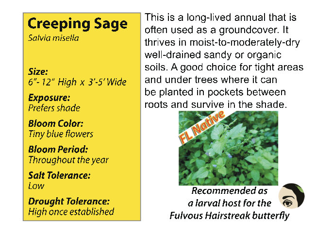 Sage Creeping