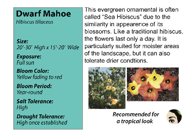 Mahoe Dwarf Bush