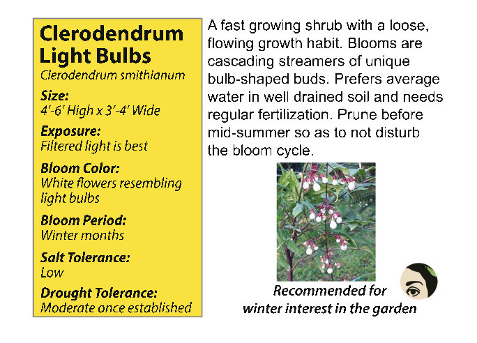 Clerodendrum Light Bulb