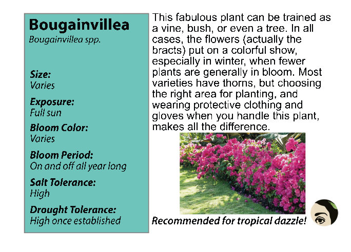 Bougainvillea