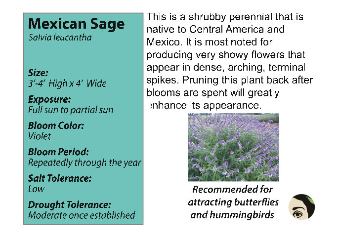 mexican sage