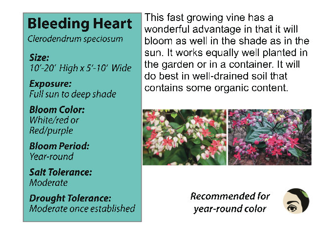 Clerodendrum Bleeding Heart WHITE