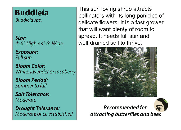 Buddleia