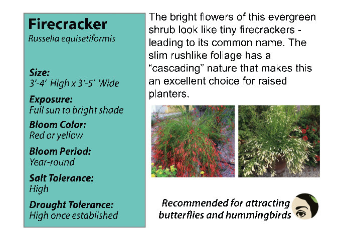Firecracker