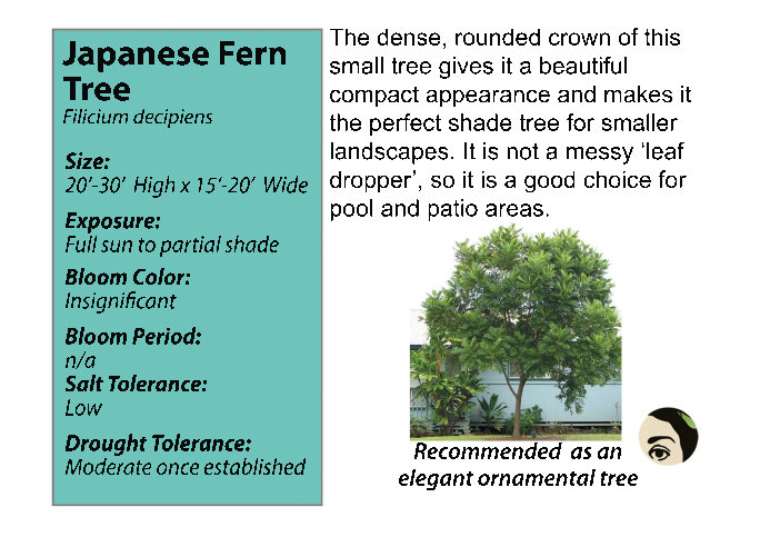 jap fern tree
