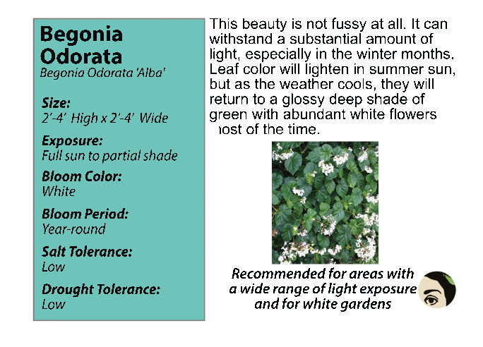 Begonia Odorata