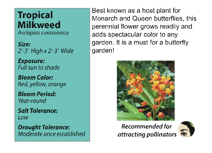 milkweed