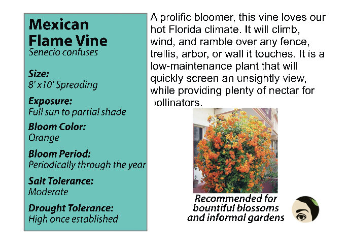 Flame Vine Florida Trellis