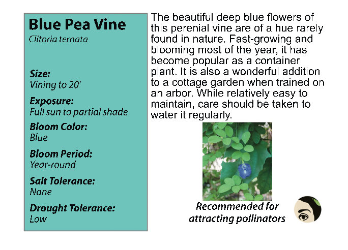 Clitoria ternatea Trellis